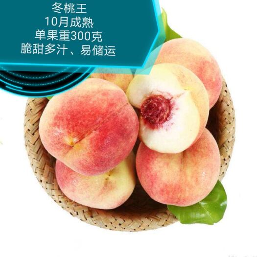 慈利县 巨型嫁接桃树苗晚熟冬桃当年结果脆甜可口南北适宜优质高产