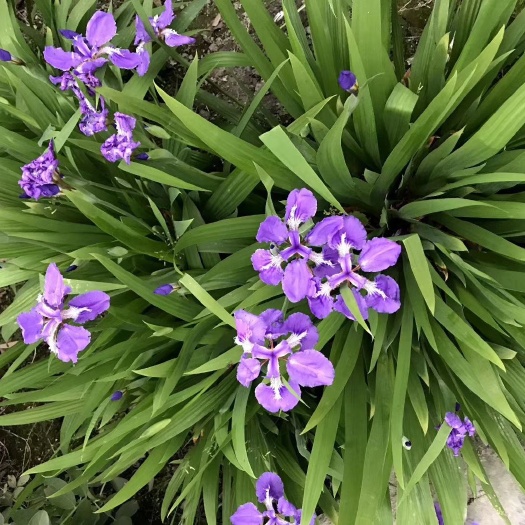 成都 鸢尾，扁竹花，紫蝴蝶，四川鸢尾基地出售，成都鸢尾批发价格