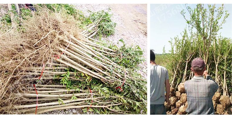  蒙自石榴树苗适合南北方种植 量大优惠 包邮 自产自销