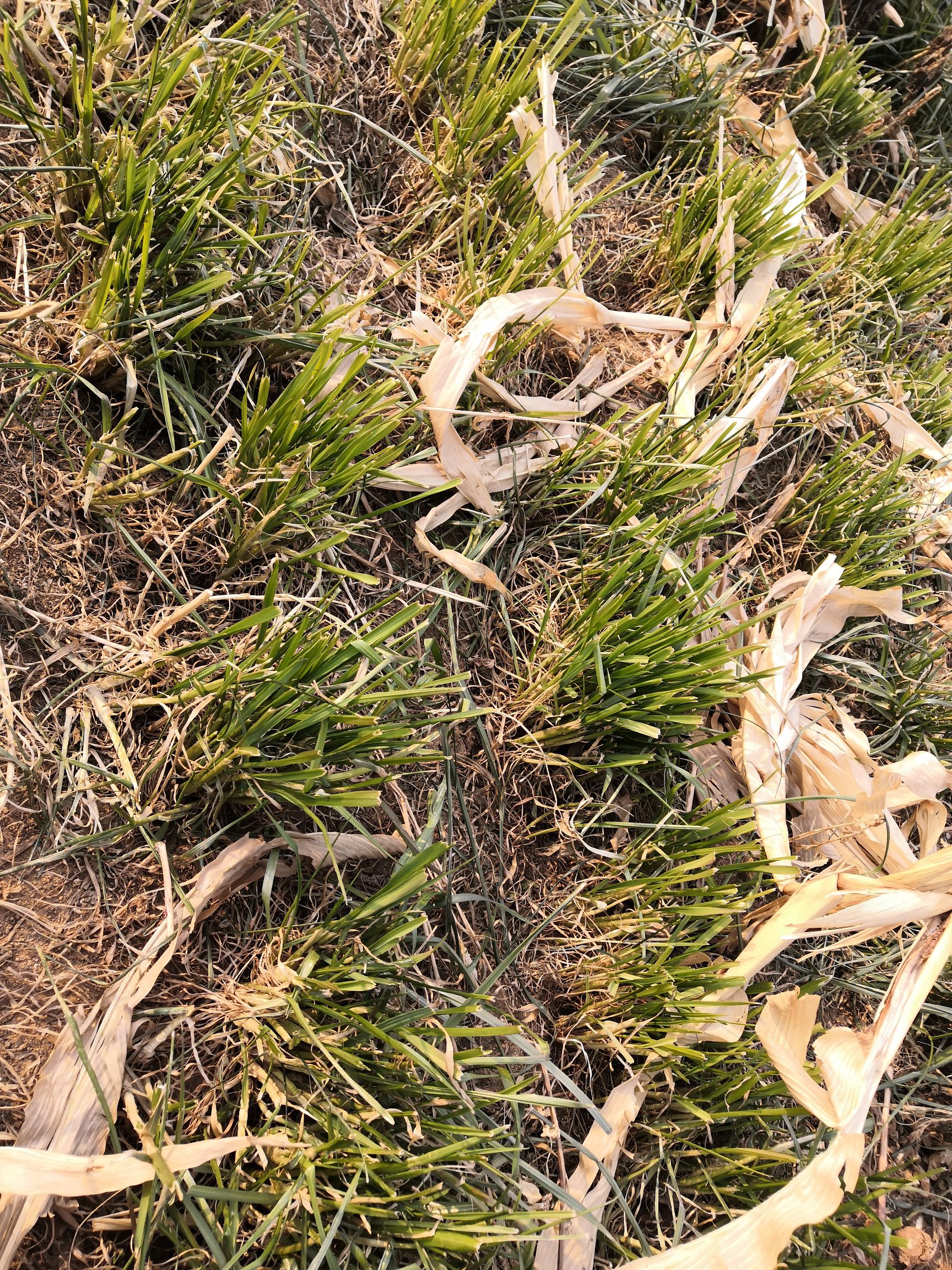 梯牧草 纯牧草种植  黑麦草  墨西哥玉米