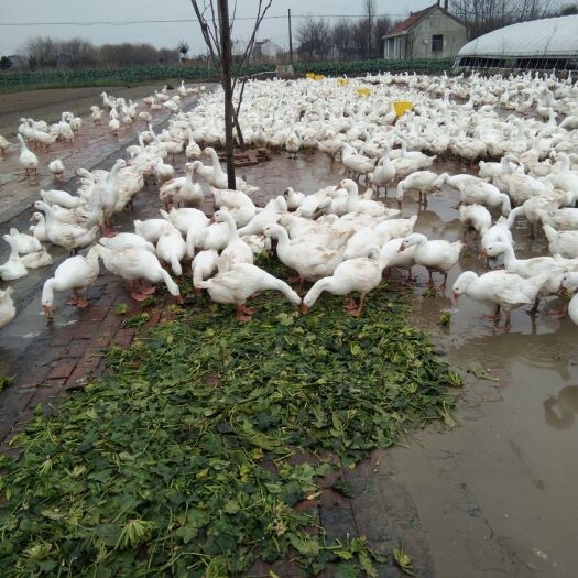 如东县吃草的优质大白鹅
