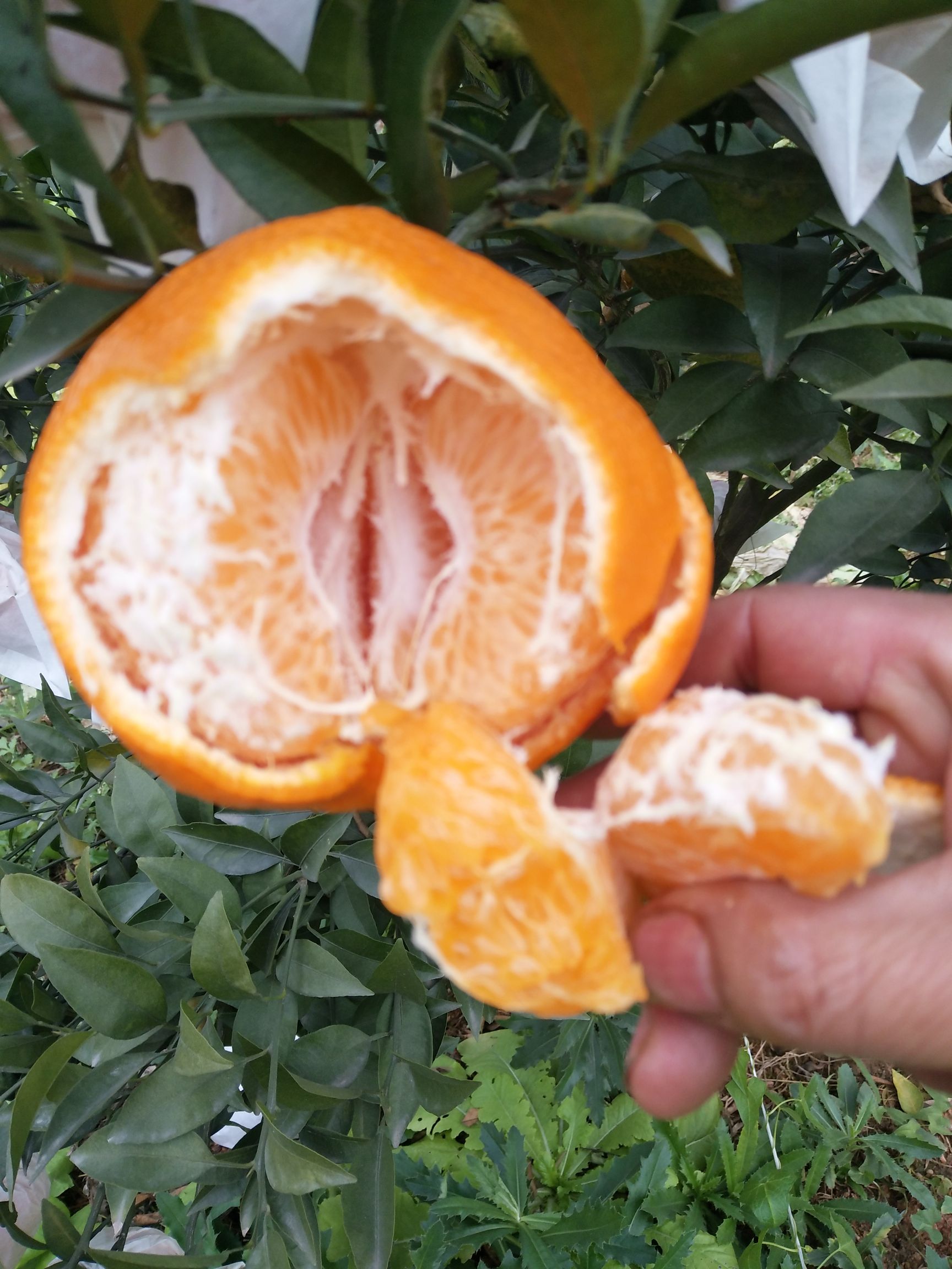 耙耙柑