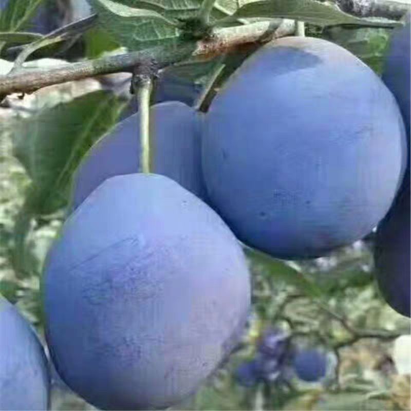 西梅苗  西梅李子苗！汁多肉甜！抗旱！抗涝！适合南北方种植