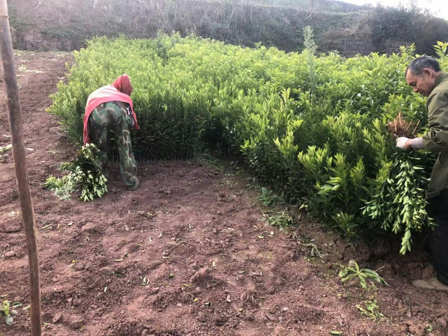  红美人柑桔苗