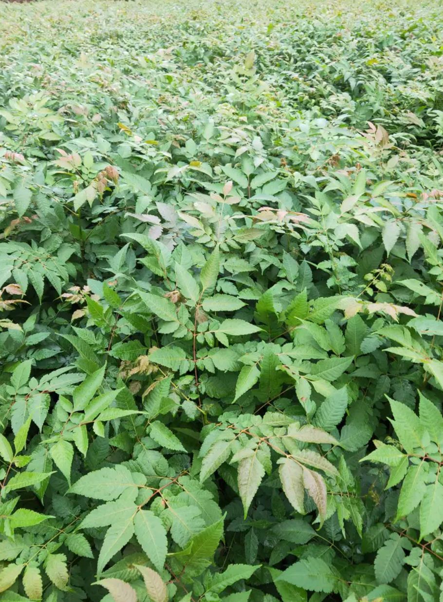 黄山栾树   供应当年栾树小苗500000