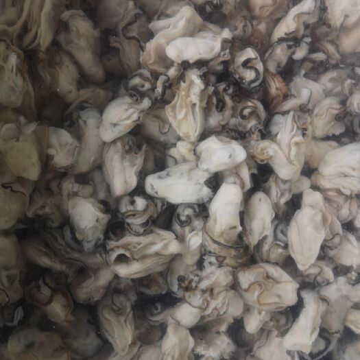阳西县阳江生蚝 冬季是生蚝最肥美的季节