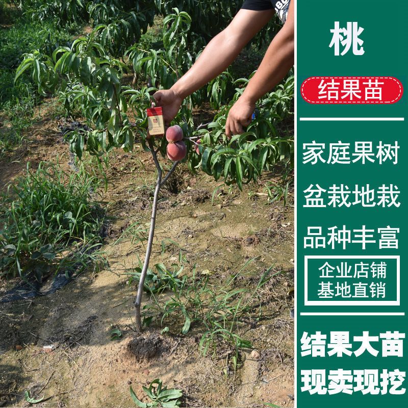 中华寿桃树苗适合南北方种植 量大优惠 包邮 自产自销