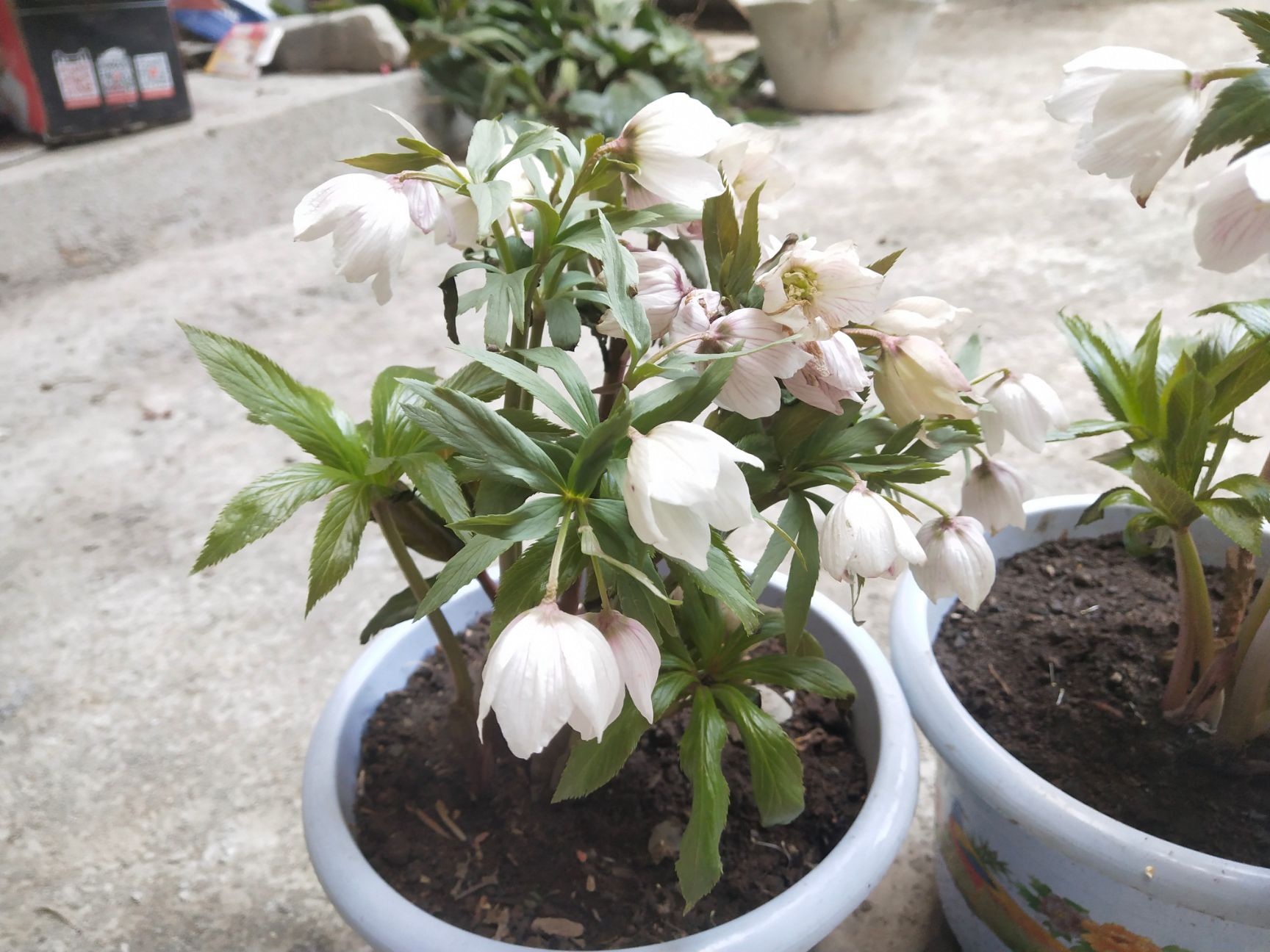  铁筷子花 圣诞玫瑰 春冬耐寒多年生草本植物 5.8一颗
