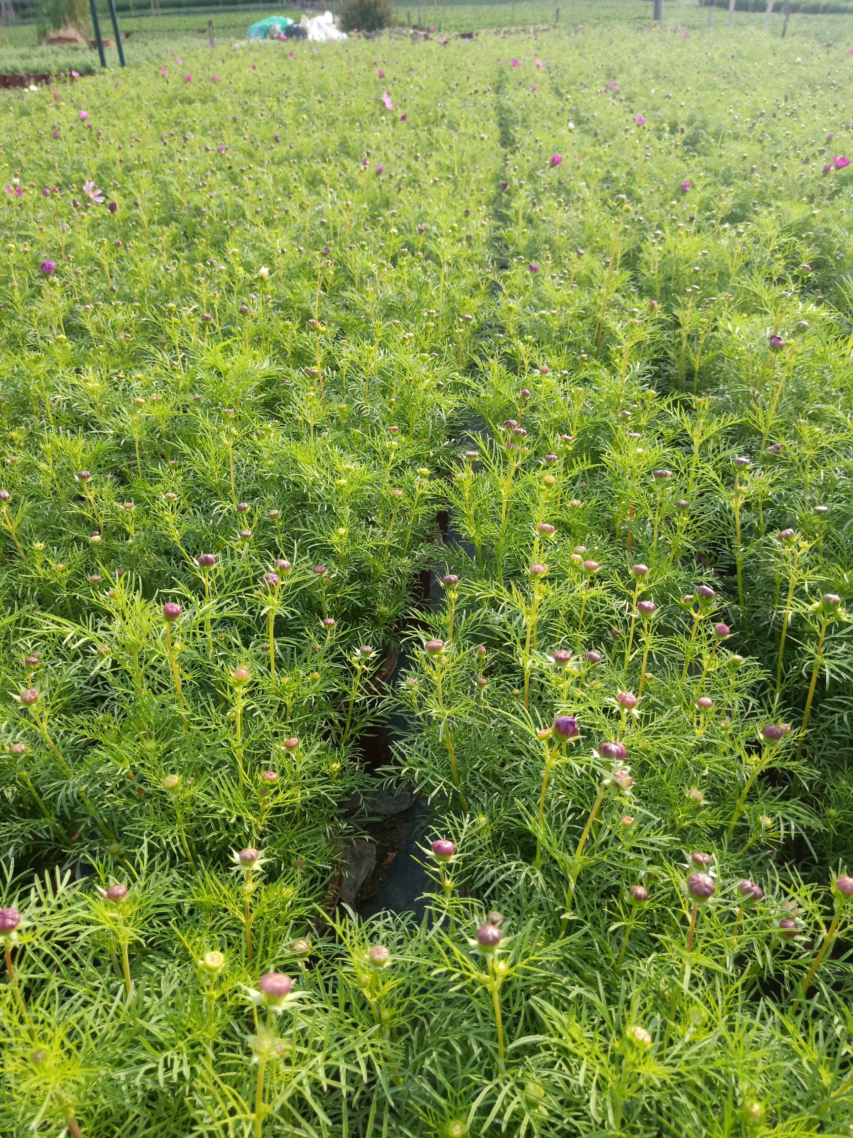 波斯菊一盆超过50棵苗