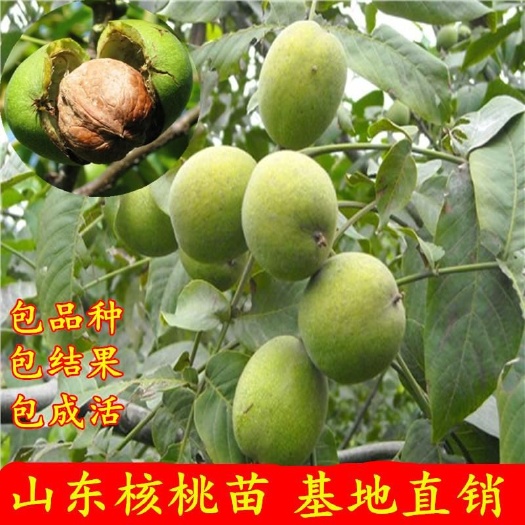 平邑县 嫁接薄皮核桃核桃苗基地直销现挖现卖包真苗