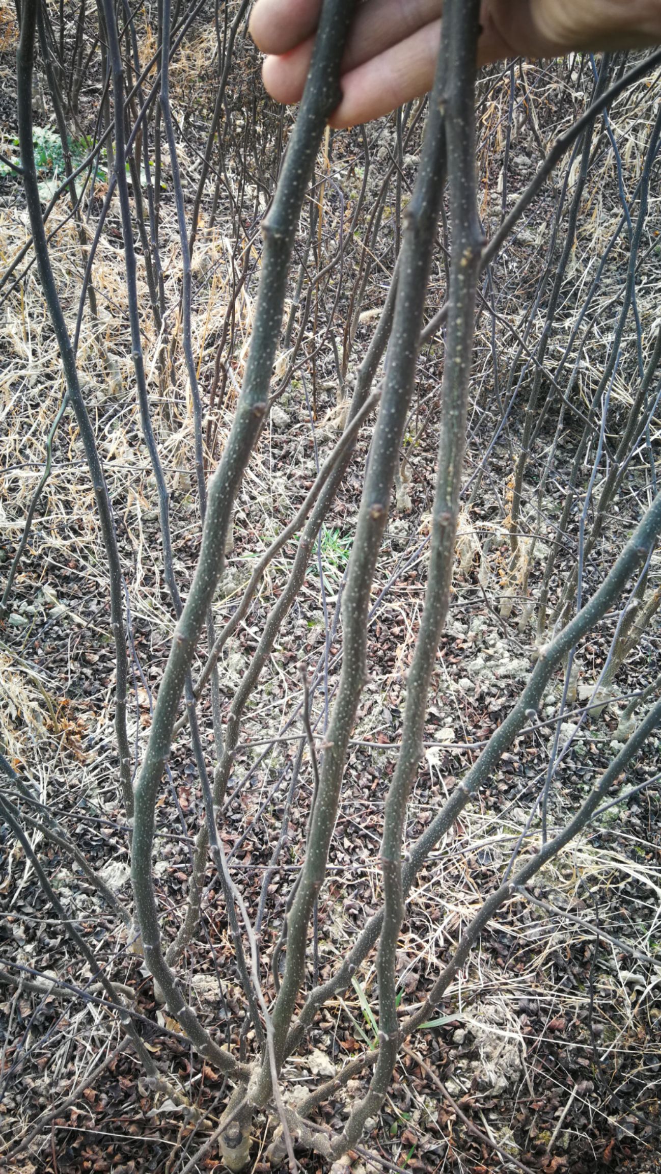 大红袍花椒苗  花椒苗，无刺花椒，大红袍花椒，产地直供，量大