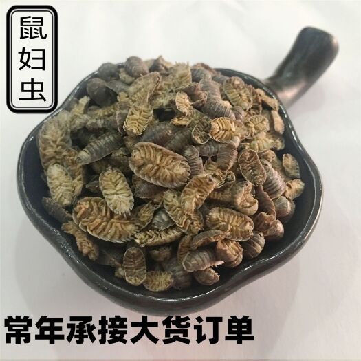  鼠妇  鼠妇虫  潮虫  地湿婆  可打粉 批发