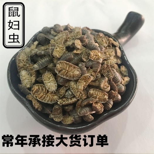 亳州 鼠妇  鼠妇虫  潮虫  地湿婆  可打粉 批发