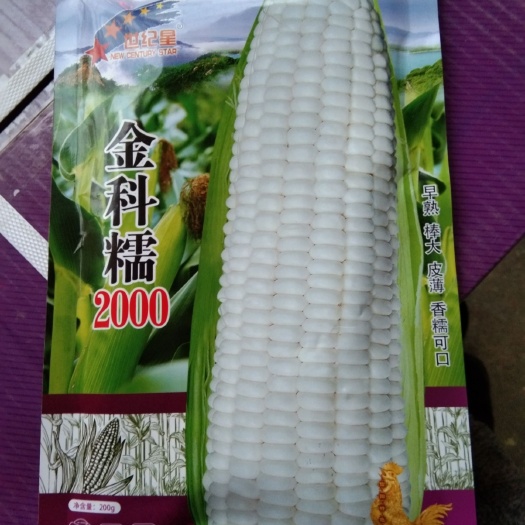 夏邑县 金科糯2000 糯玉米种子  棒大 无渣(最好的糯玉米种子)