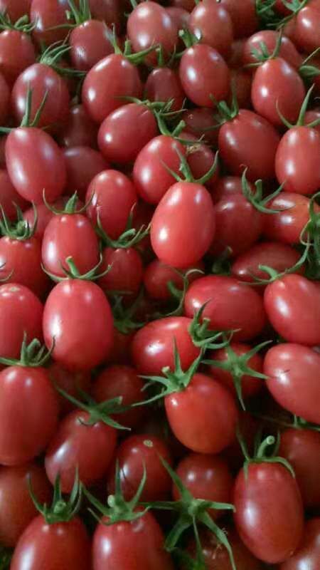 海南千禧圣女果