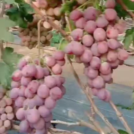 绥中县 红提葡萄苗 一年嫁接苗0.5～1.0保纯度保质量