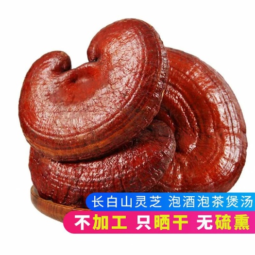 西宁长白山红灵芝赤灵芝泡酒煲汤无熏硫自然原材料