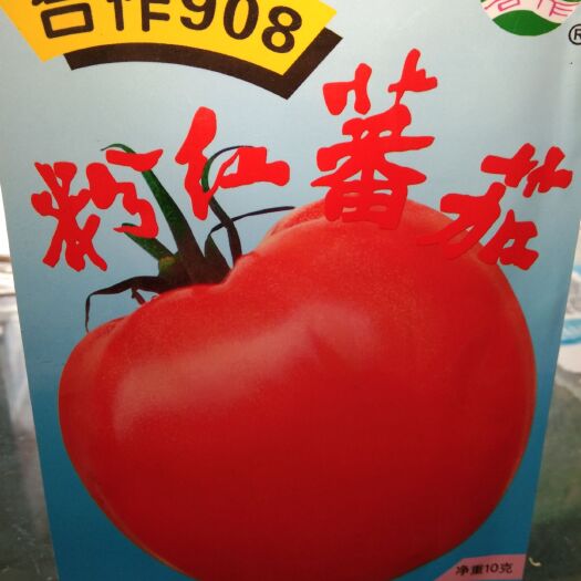 夏邑县粉果番茄种子 合作908粉红番茄(抗病 果粉红高圆果肉厚鲜艳整齐商品性强)