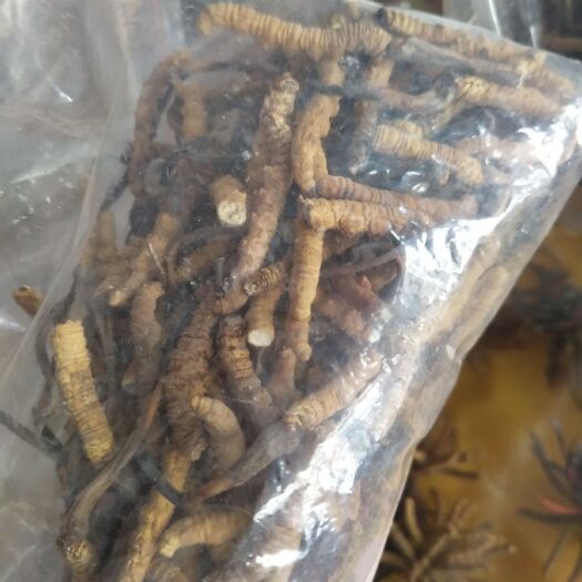 安国市 虫草，冬虫夏草，碎虫草，虫草段