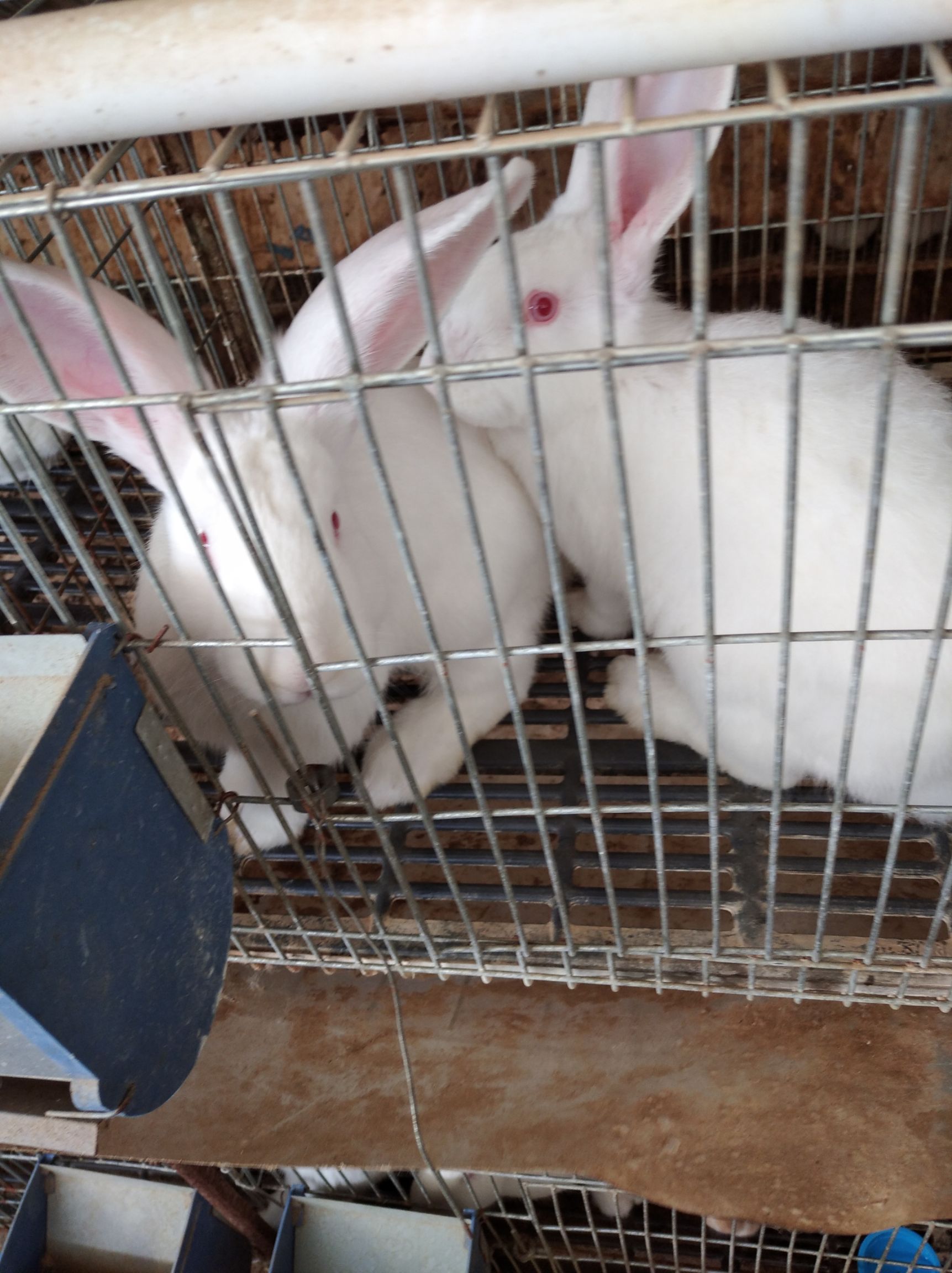 名:比利时兔 品种名:比利时兔 单只重:3-5斤 用途:肉兔 规格:中型兔
