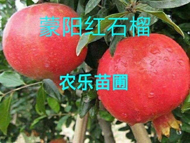 平邑县蒙阳红石榴苗