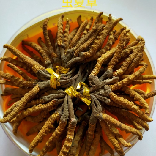 岷县玉树虫草 正宗青海玉树冬虫夏草，三根一克，50根起批