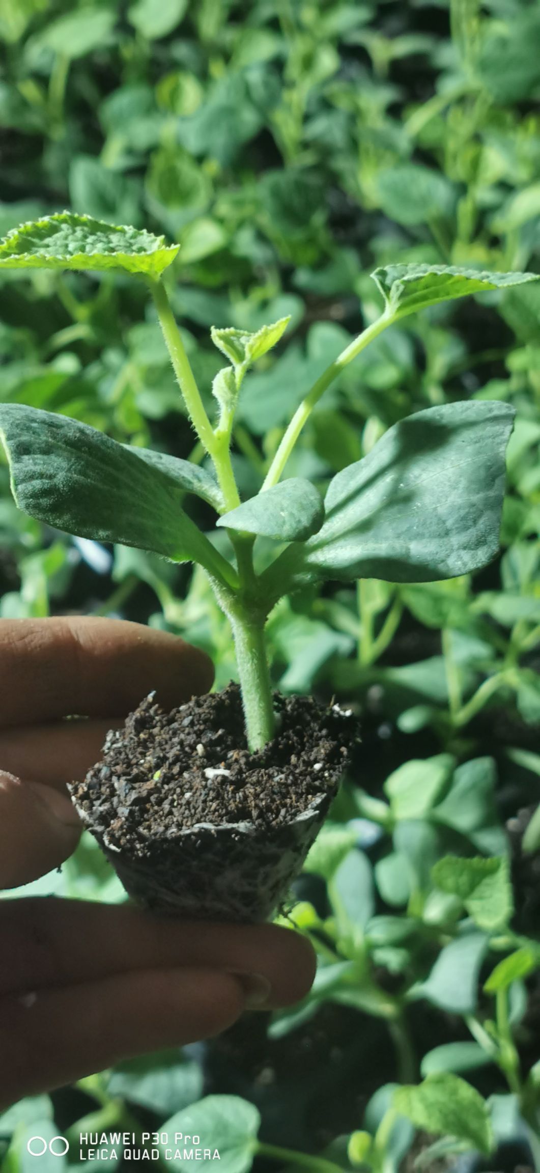 哈密瓜苗 优质嫁接哈密瓜