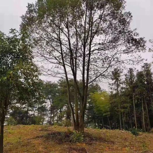 全州县 丛生香樟每杆20公分以，价格低，树型美。