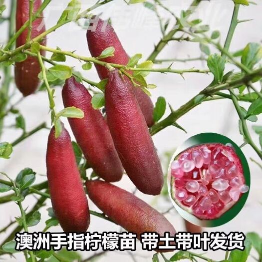 灵山县手指柠檬嫁接苗 庭院种植，果园，农场，农庄
