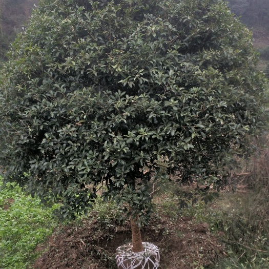 余庆县 大量出售桂花树，修剪精品，价格便宜。