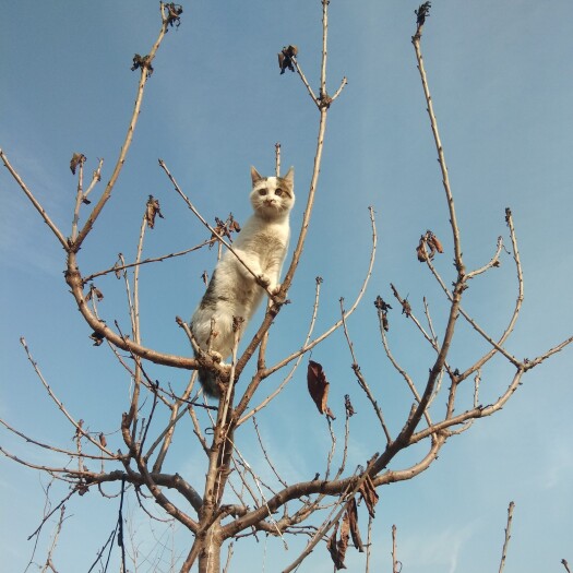 冠县吉塞拉樱桃苗