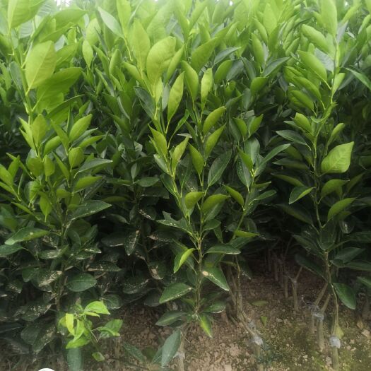 荔浦市 贡柑  皇帝柑苗