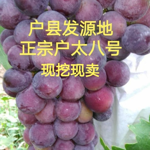 西安正宗户太八号葡萄苗户县农户直供现挖现卖品种纯正自有育植