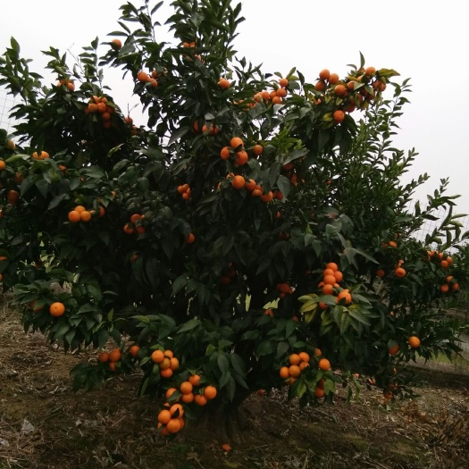 南丰县蜜柑  老砂  年货节优惠