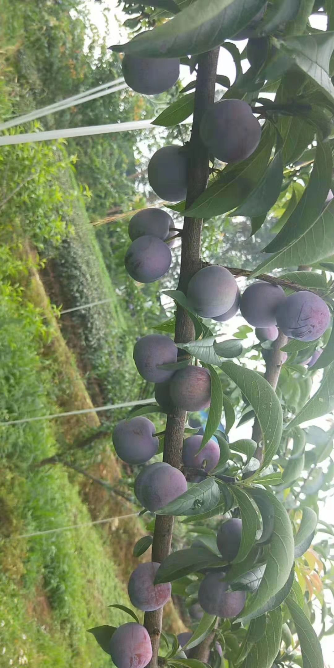 凤凰李子树苗  （五月脆李）1-4公分青脆李树苗巫山脆李蜂糖李五月脆李西梅李