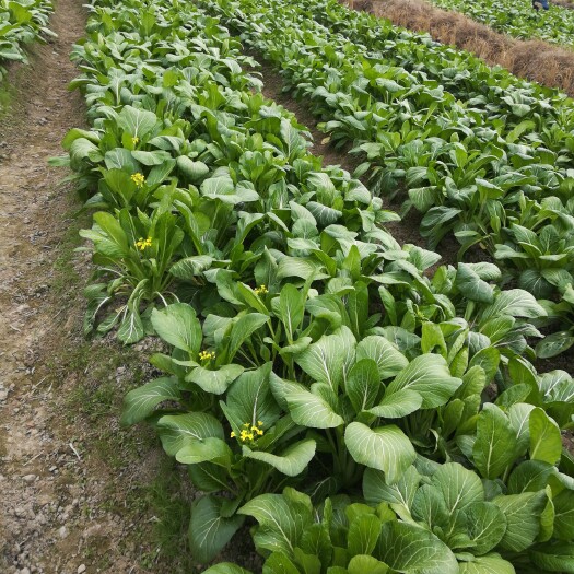 江华县连州菜心 菜心