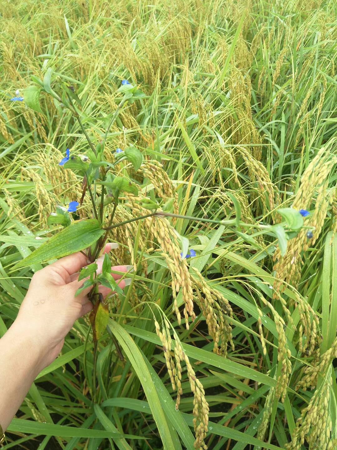 稻花香二号大米 一等品 一季稻 粳米