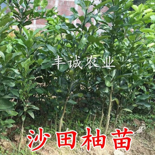 沙田柚苗柚子苗桂柚一号广西容县沙田柚树苗