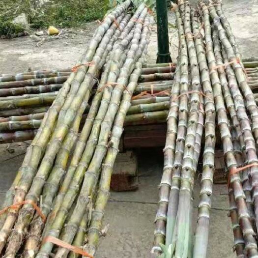 河口县 红皮，脆皮甘蔗