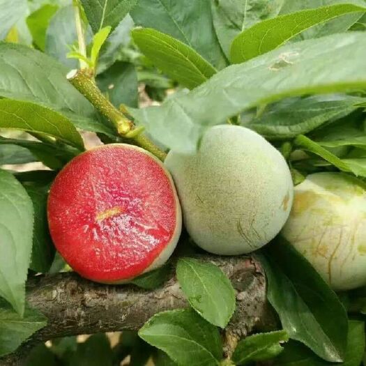 平邑县 味帝李子苗，基地直销，品种纯正，保成活率，提供技术指导