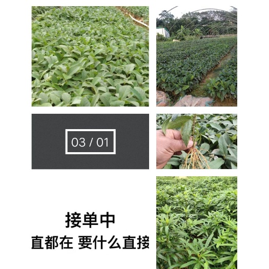 灵山县五指毛桃苗  五指毛桃地苗（五指毛桃种子）