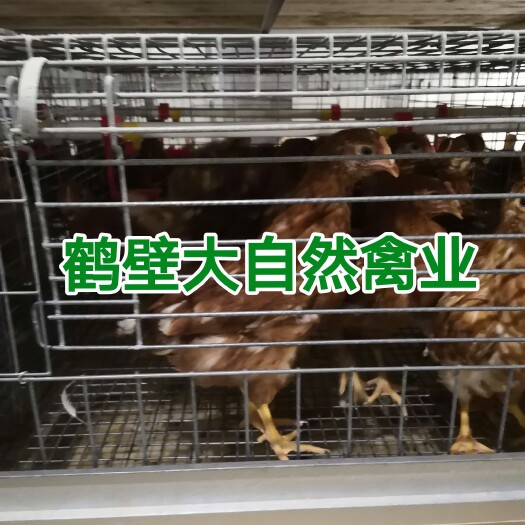 鹤壁土鸡   供应60-110日龄海兰褐，海兰灰青年鸡，鸡群健康