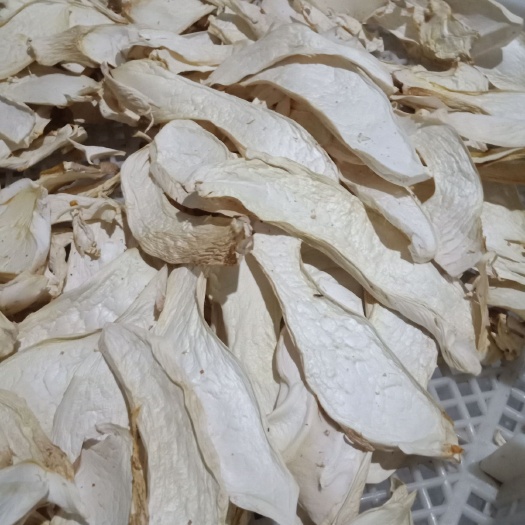 清丰县干杏鲍菇 常年购销各种干鲜食用菌