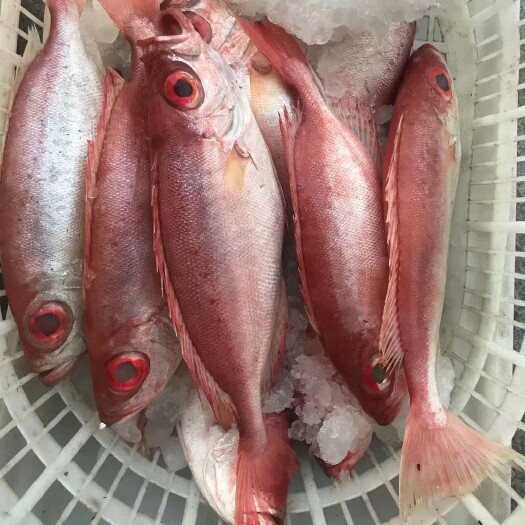 石狮市冷冻鲢鱼  新货深海海产大眼鸡新鲜红眼鱼冷冻红目鲢深海鱼船冻海鲜
