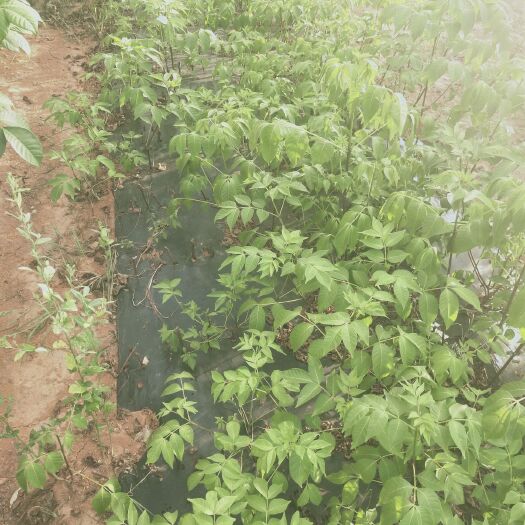 樟树市吴茱萸苗 江西中花吴茱萸树苗茶辣苗扦插枝条根生吴芋籽苗米辣子臭辣漆辣子