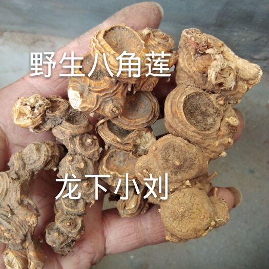 全南县 草药八角莲500g金魁莲 独脚莲独角莲 八角金盘
