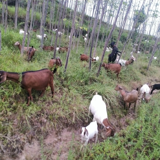 广安 纯放牧山羊