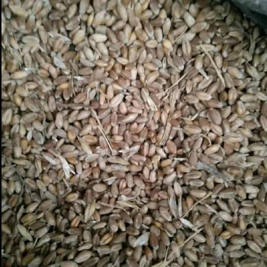 北票市普通小麦