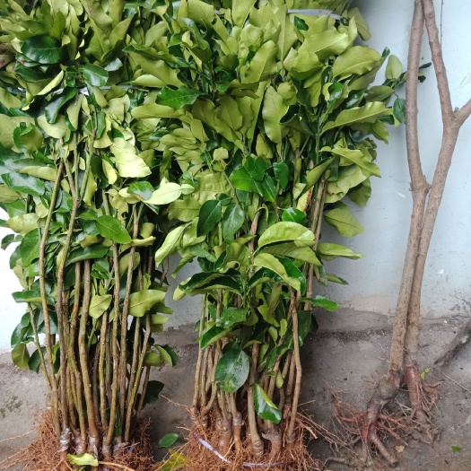 苍溪县三红蜜柚苗 ，沙田柚，红心柚，贯溪蜜柚。品种保障，保湿发货。