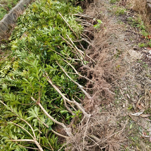 靖州县大黑炭杨梅树苗  两年生的嫁接杨梅苗 品种保证 根系很好 成活率高见效快